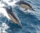 Дельфины прыжки